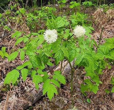 Actaea rubra, photographed by Lyrae