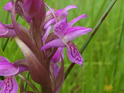 Dactylorhiza incarnata, photographed by Elias