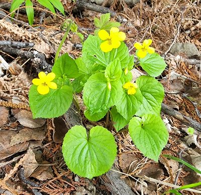 Viola glabella, photographed by Lyrae