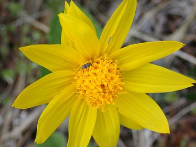 Arnica cordifolia, photographed by Shane Johnson