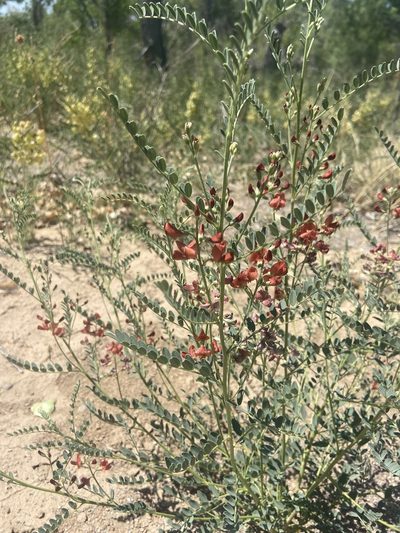Sphaerophysa salsula, photographed by Lucian Davis