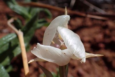 Calochortus albus, photographed by Madeleine Claire