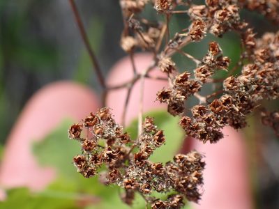 Spiraea lucida, photographed by Shane Johnson