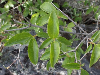Philadelphus lewisii, photographed by Shane Johnson