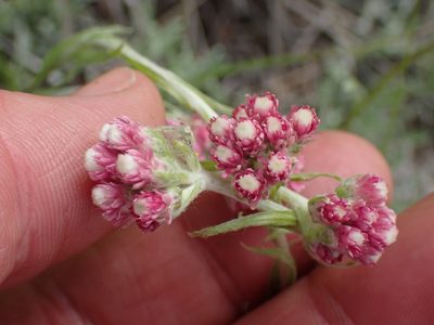 Antennaria rosea, photographed by Shane Johnson