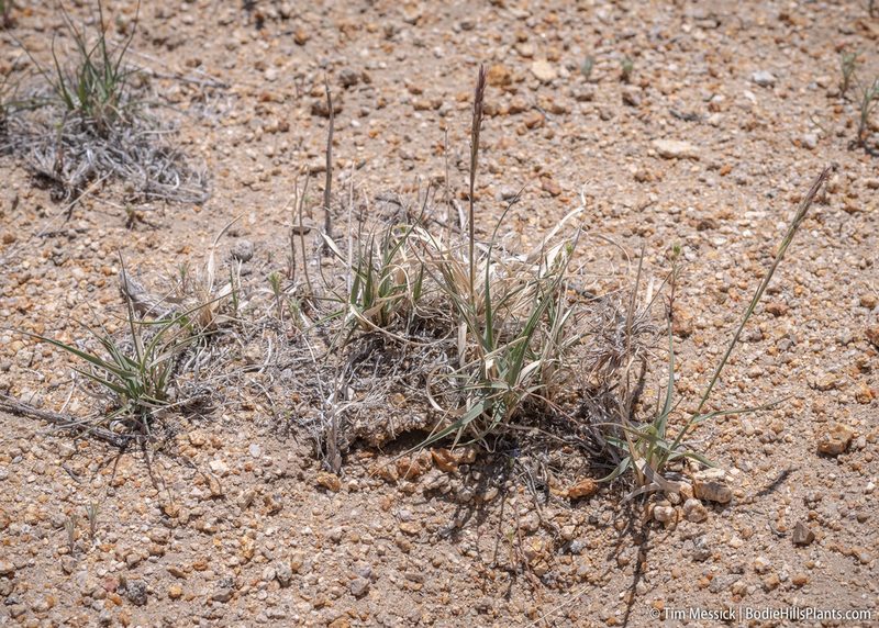 Hilaria jamesii, photographed by Tim Messick