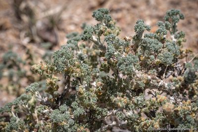 Picrothamnus desertorum, photographed by Tim Messick
