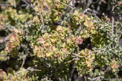 Grayia spinosa, photographed by Tim Messick