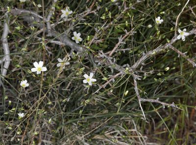 Eremogone ferrisiae, photographed by Steve Matson