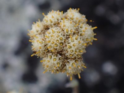 Antennaria umbrinella, photographed by Shane Johnson