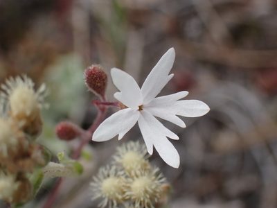 Lithophragma parviflorum, photographed by Shane Johnson