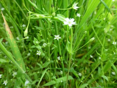 Stellaria uliginosa, photographed by Sheelagh Halsey
