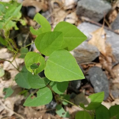 Amphicarpaea bracteata, photographed by Nash Turley