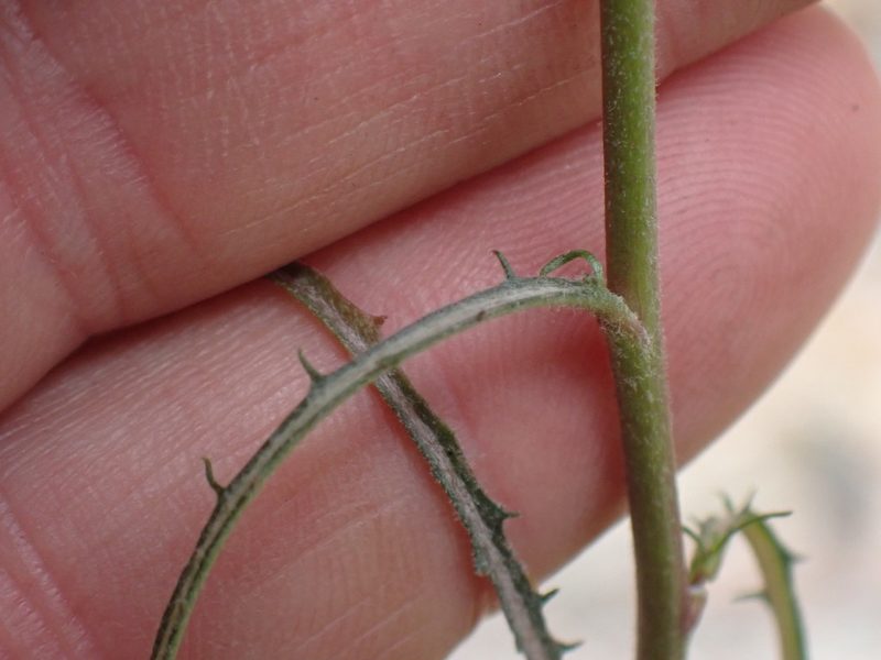 Stephanomeria tenuifolia, photographed by Shane Johnson