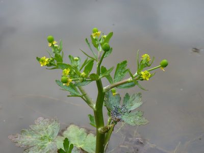 Ranunculus sceleratus, photographed by Sheelagh Halsey