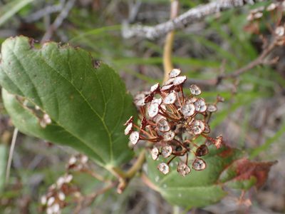 Ceanothus velutinus, photographed by Shane Johnson