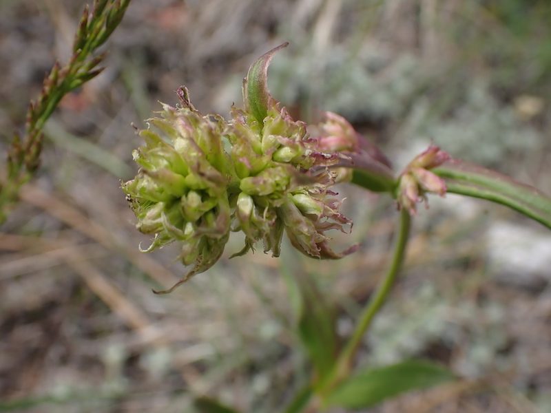 Penstemon confertus, photographed by Shane Johnson