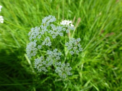 Conopodium majus, photographed by Sheelagh Halsey