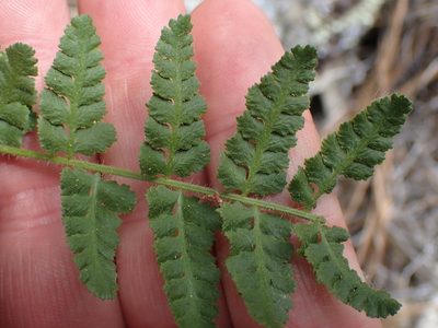 Woodsia scopulina, photographed by Shane Johnson