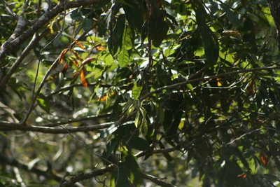Andira galeottiana, photographed by Tereso Hernández Morales