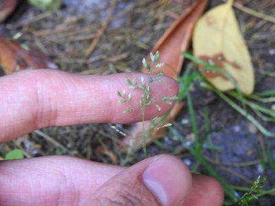 Poa annua, photographed by Yann Kemper