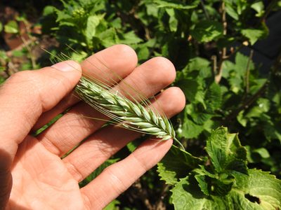 Triticum aestivum, photographed by Yann Kemper