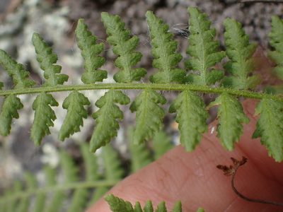 Woodsia scopulina, photographed by Shane Johnson
