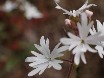 Lithophragma parviflorum, photographed by Shane Johnson