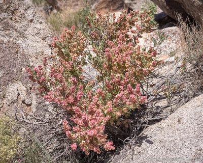 Grayia spinosa, photographed by Tim Messick