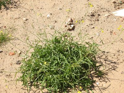 Diplotaxis tenuifolia, photographed by Yann Kemper