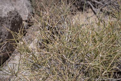 Ephedra nevadensis, photographed by Tim Messick