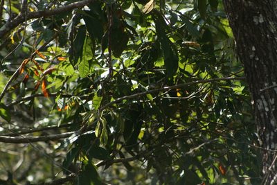 Andira galeottiana, photographed by Tereso Hernández Morales