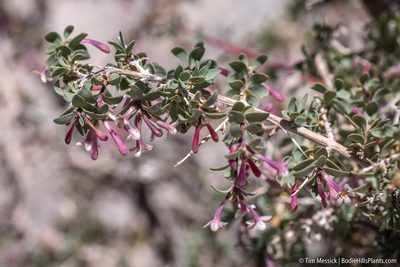 Symphoricarpos longiflorus, photographed by Tim Messick