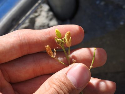 Diplotaxis tenuifolia, photographed by Yann Kemper