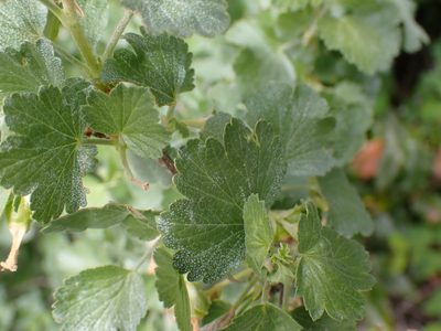 Ribes cereum, photographed by Shane Johnson