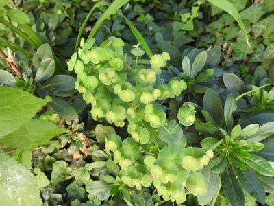 Euphorbia amygdaloides, photographed by Yann Kemper