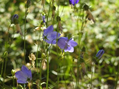 Campanula rotundifolia