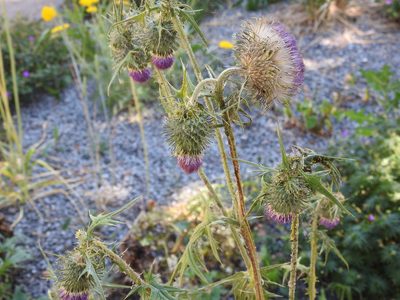 Carduus nutans, photographed by Yann Kemper