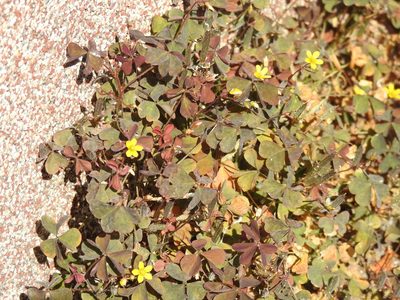 Oxalis corniculata, photographed by Yann Kemper