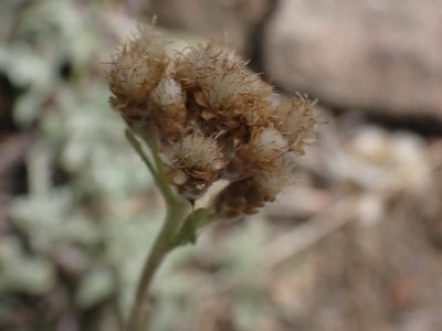 Antennaria umbrinella, photographed by Shane Johnson