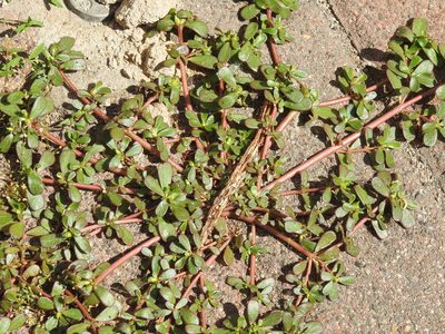 Portulaca oleracea, photographed by Yann Kemper