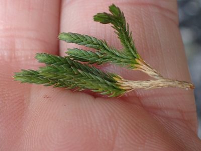 Selaginella wallacei, photographed by Shane Johnson