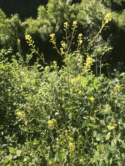 Descurainia californica, photographed by lemonsnapp