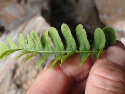 Polypodium hesperium, photographed by Shane Johnson