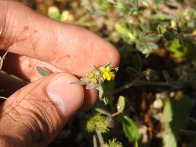 Medicago minima, photographed by Yann Kemper