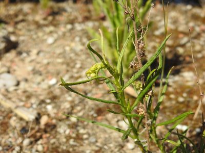 Senecio inaequidens, photographed by Yann Kemper