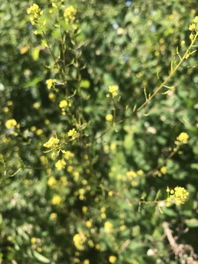 Descurainia californica, photographed by lemonsnapp