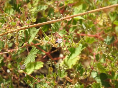 Geranium rotundifolium, photographed by Yann Kemper