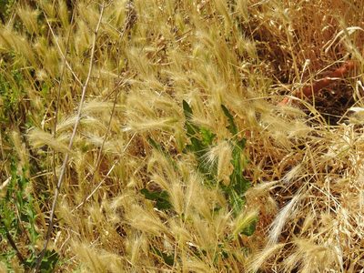 Hordeum murinum, photographed by Yann Kemper