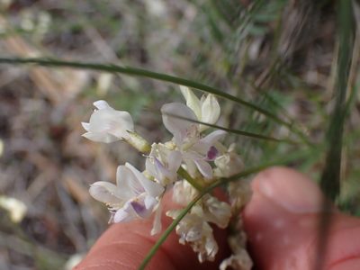 Astragalus miser, photographed by Shane Johnson
